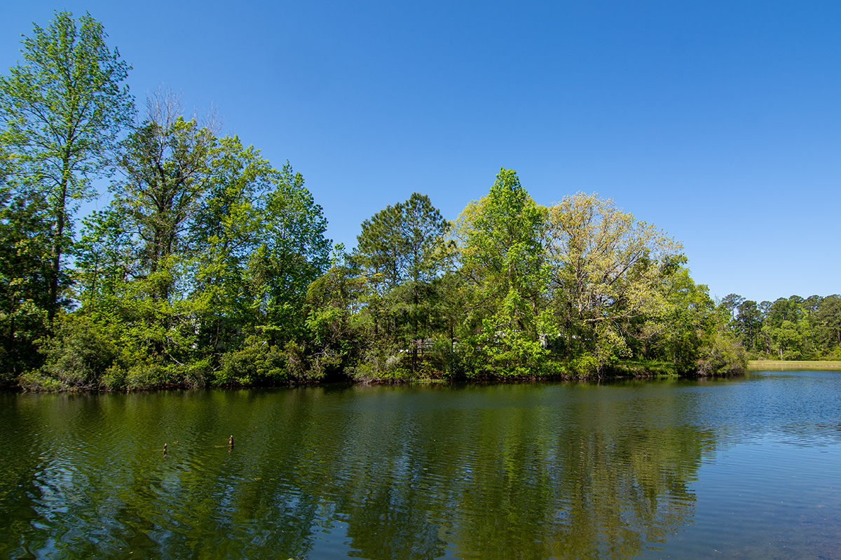 Cherry Point Catfish Pond