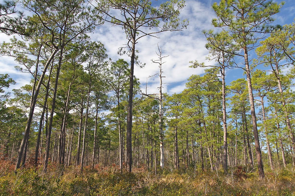 Cherry Point Oak Grove Campground