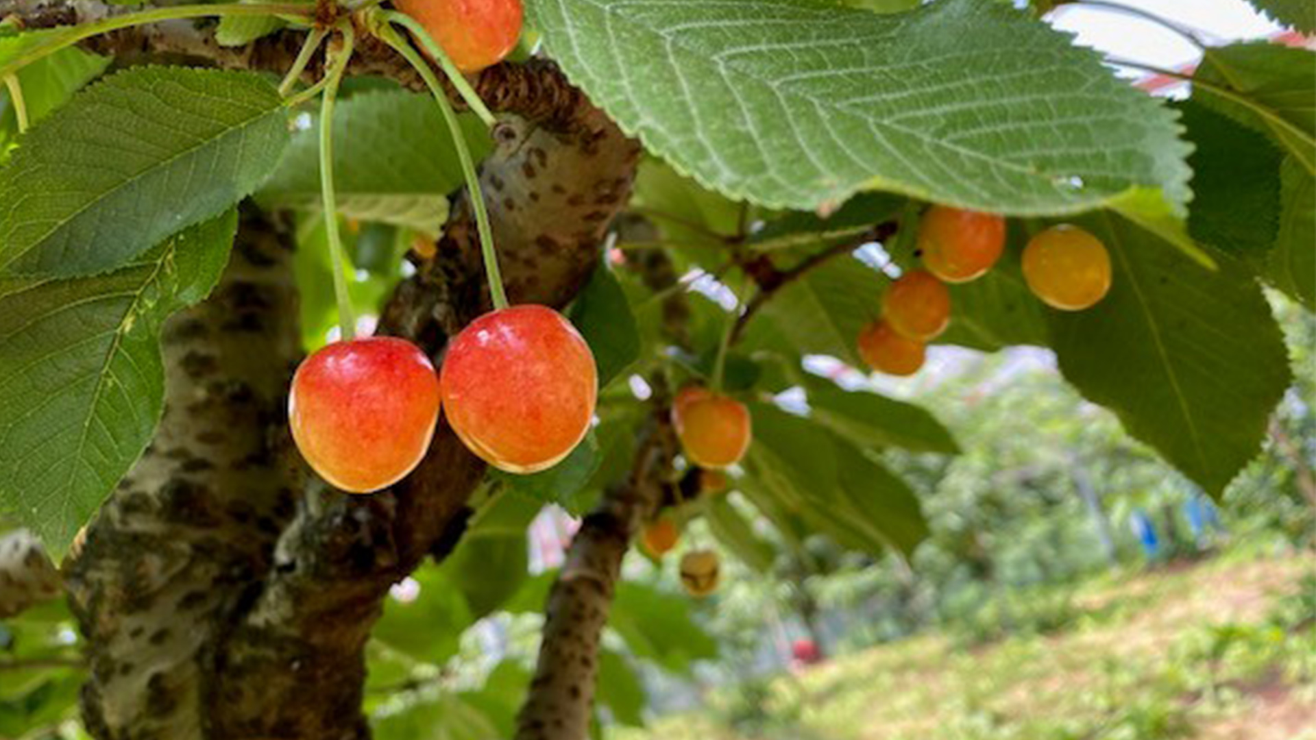 Youth Fitness (Ages 5-6)