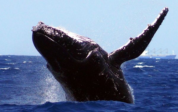 Youth Fitness (Ages 5-6)