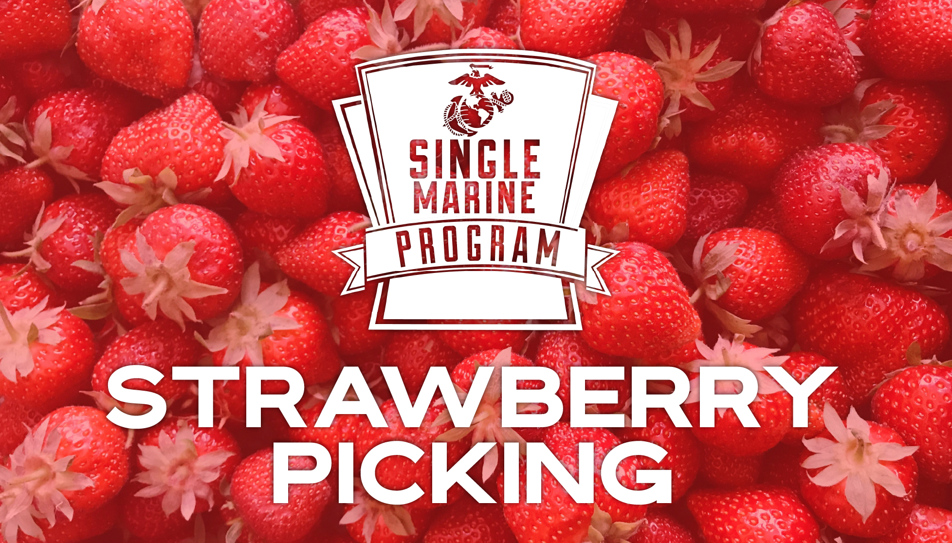 White's Farm Strawberry Picking